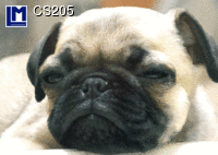 CS205: DOG / PUG ( ANIMALS )