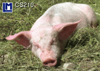 CS210: LITTLE PIG ( ANIMALS )