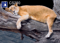 CS230: LION ON TREE ( ANIMALS )    CAT