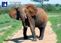 CS232: AFRICAN ELEPHANT ( ANIMALS )