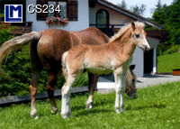 CS234: HORSES ( ANIMALS )