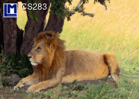 CS283: LION ( ANIMALS )    CAT