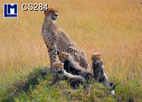 CS284: CHEETAH ( ANIMALS )     CAT