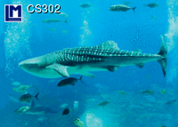CS302: SHARKS ( ANIMALS )