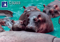CS303: HIPP0S ( ANIMALS )