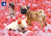 CS313: PUPPIES ( ANIMALS )    DOG