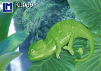 KL069:  CHAMAELEON ( ANIMALS )