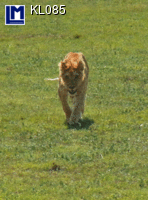 KL085: RUNNING LION ( ANIMALS )