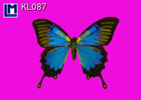 KL087: BUTTERFLY ( ANIMALS )
