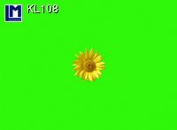 KL108: SUNFLOWER ( FLOWERS )
