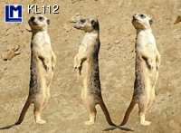 KL112: SURICATES ( ANIMALS )