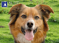 KL117: DOGFACE BECOMES A CATFACE ( ANIMALS )