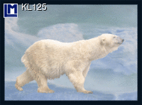 KL125: POLAR BEAR, STANDING ( ANIMALS )