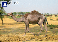 KL129: CAMEL ( ANIMALS )