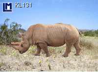 KL131: RHINO ( ANIMALS )