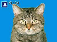 KL134: CATS FACE ( ANIMALS )