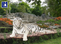 KL177: WHITE TIGER ( ANIMALS )