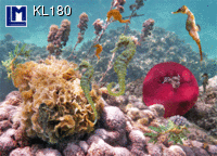 KL180: LIVE ON THE REEF ( ANIMALS )