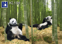 KL191: GREAT PANDA ( ANIMALS )