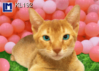 KL192: CAT ( ANIMALS )