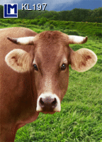 KL197: SMILING COW ( ANIMALS )