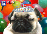 KL198: HAPPY BIRTHDAY PUG / DOG ( ANIMALS )