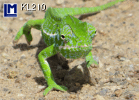 KL210:  CHAMAELEON LAUGHING ( ANIMALS )
