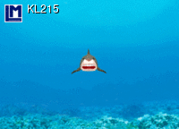 KL215: SHARK SMILING ( ANIMALS )