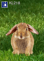 KL218: HASE ( TIERE)