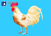 KL240: CHICKEN / ROOSTER ( ANIMALS ) 