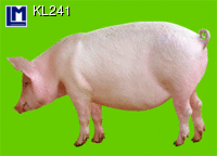 KL241: PIG ( ANIMALS ) 