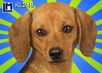 KL248: DOG / DACHSHUND ( ANIMALS )