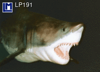 LP191: SHARK ( ANIMALS )