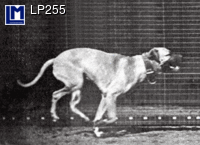 LP255: MUYBRIDGE, RUNNING DOG ( ART / ANIMALS  )