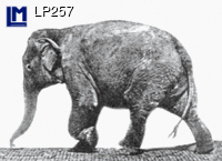LP257: MUYBRIDGE, ELEPHANT ( ART / ANIMALS  )