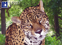 LP287: LEOPARD ( ANIMALS )    CAT