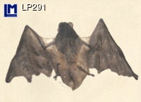 LP291: BAT ( ANIMALS ) ANATOMICAL