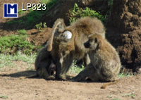 LP323: BABOON FAMILY ( ANIMALS )