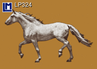 LP324: MUYBRIDGE, HORSE / SKELETON ( ART / ANIMALS  ) ANATOMICAL HORSE