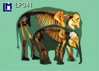 LP341: ELEPHANTS / SKELETON ( ANIMALS ) ANATOMICAL