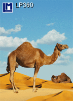 LP360: DUBAI TOWER / CAMEL ( ANIMALS )