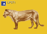 LP371: LION / SKELETON ( ANIMALS ) ANATOMICAL